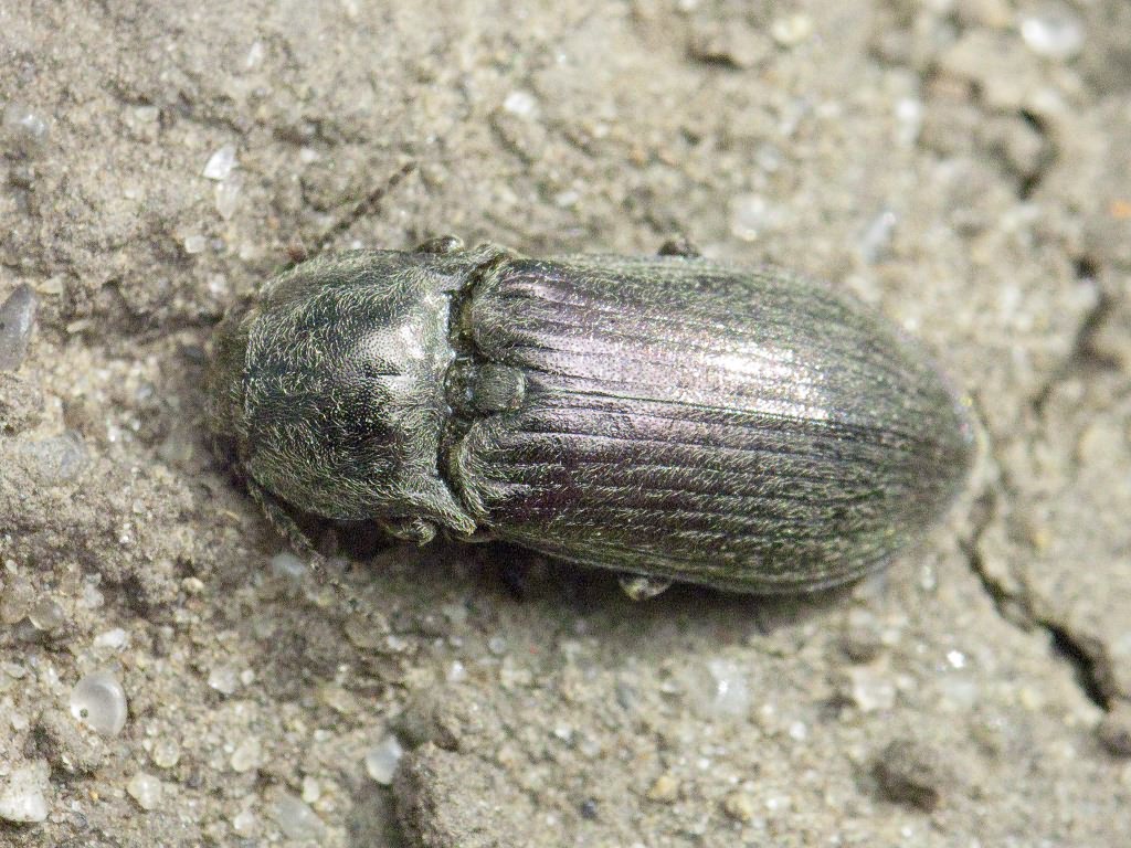 Selatosomus gravidus (Germar, 1843)
